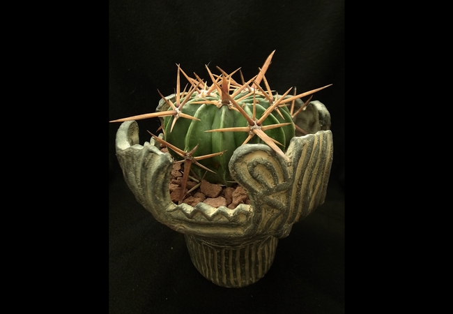 Homalocephala<br />texensis