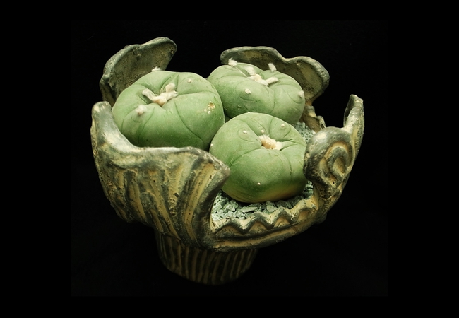 Lophophora<br />williamsii