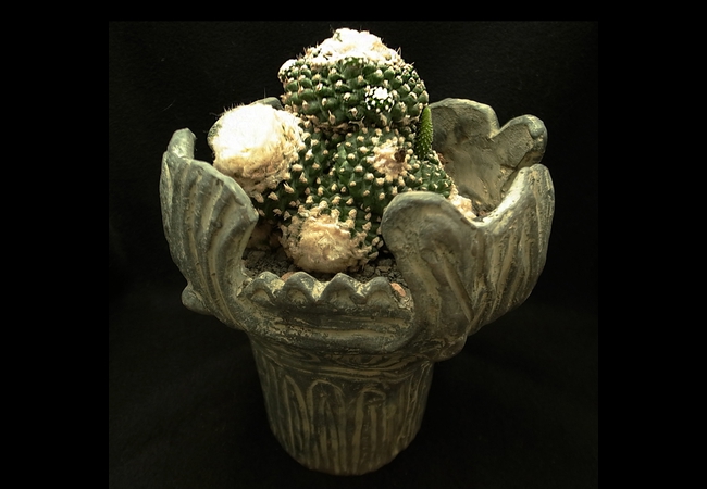 Copiapoa<br />tenuissima