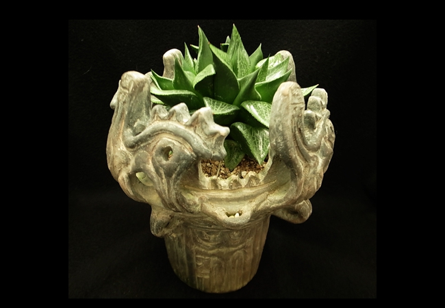 Haworthia<br />comptoniana