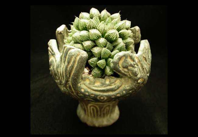 Haworthia<br />
MorrorBall