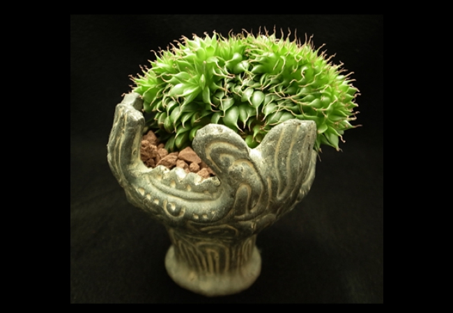 Graptoveria<br />SilverStar criatata