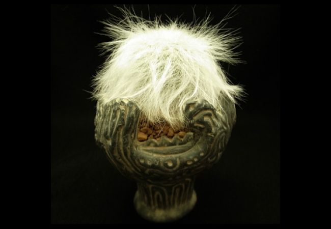 Mammillaria<br />
hahniana f. lanata