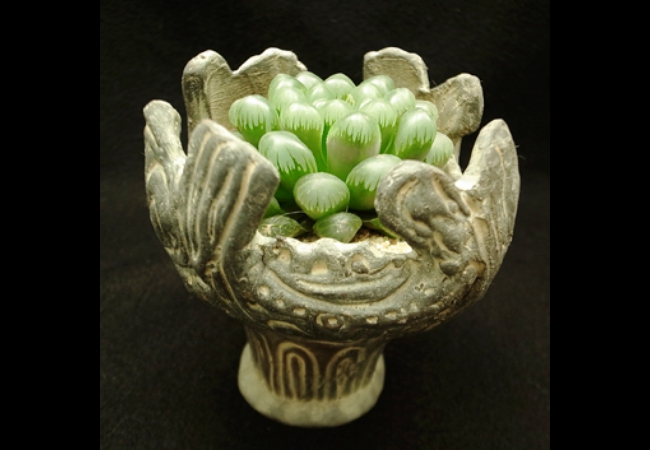 Haworthia<br />obtusa